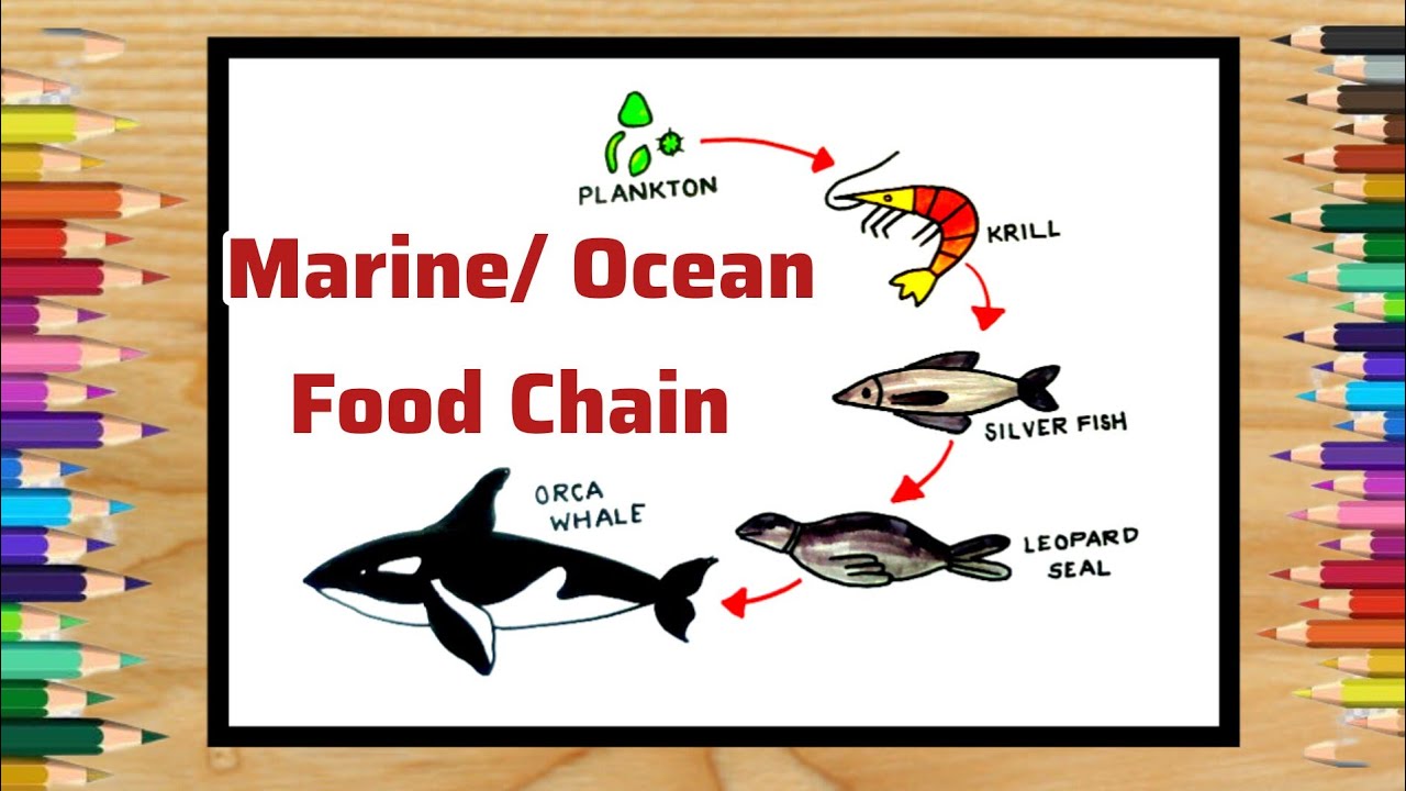 Food Chain Concept Diagram Illustration Stock Vector (Royalty Free)  1883719774 | Shutterstock